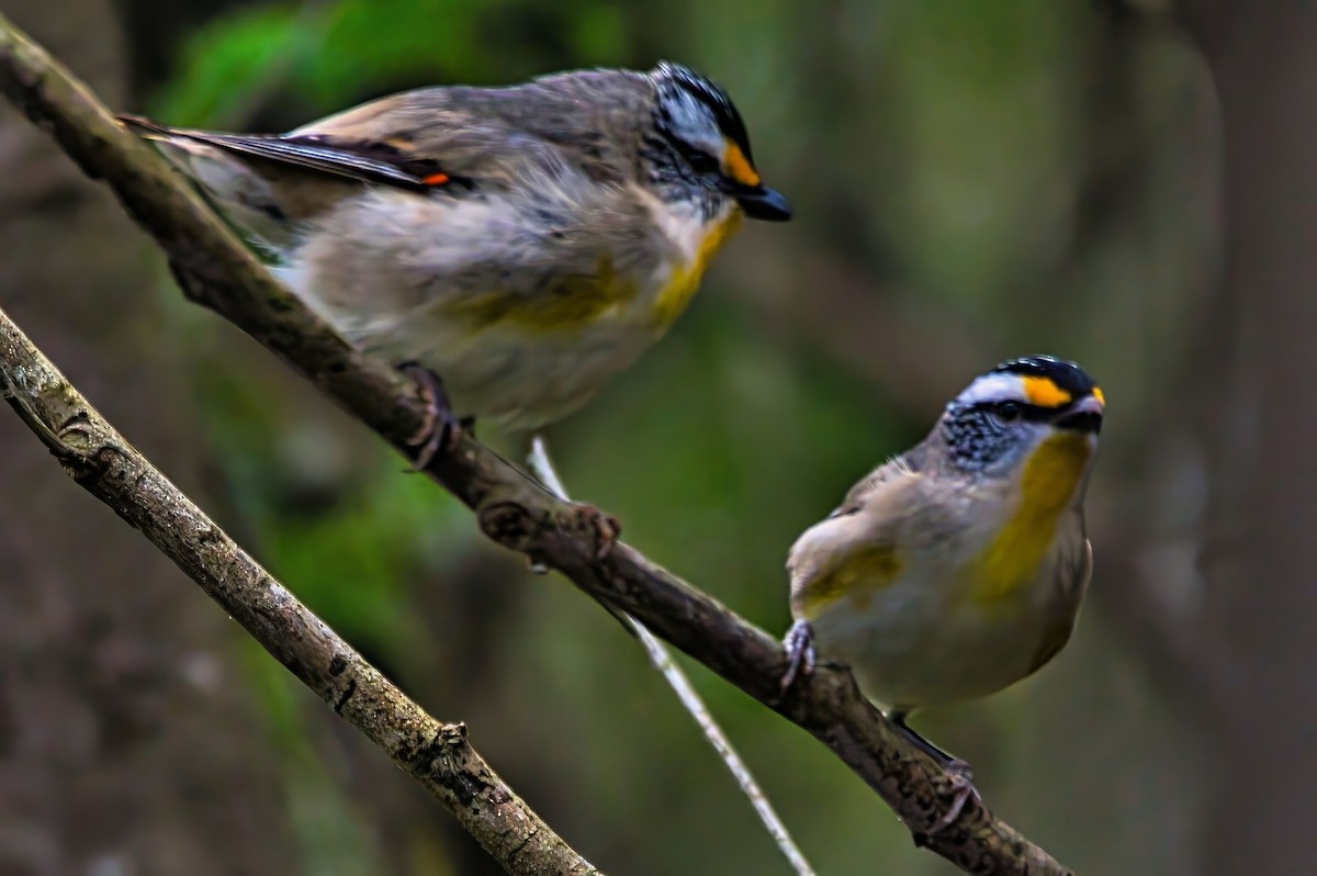 Striated Pardalote (Eastern) - ML643477981