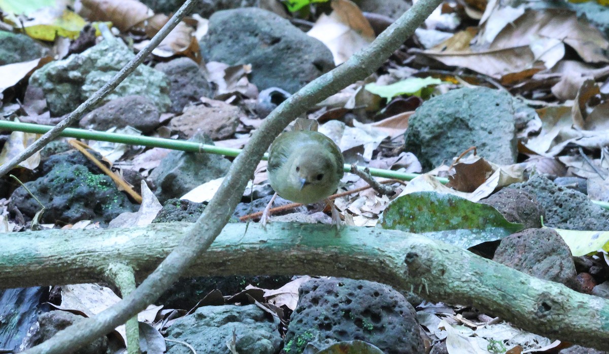 Atherton Scrubwren - ML643477990