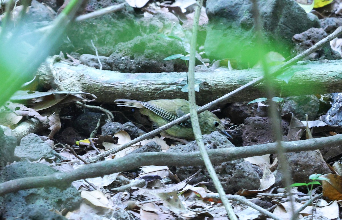 Atherton Scrubwren - ML643477991