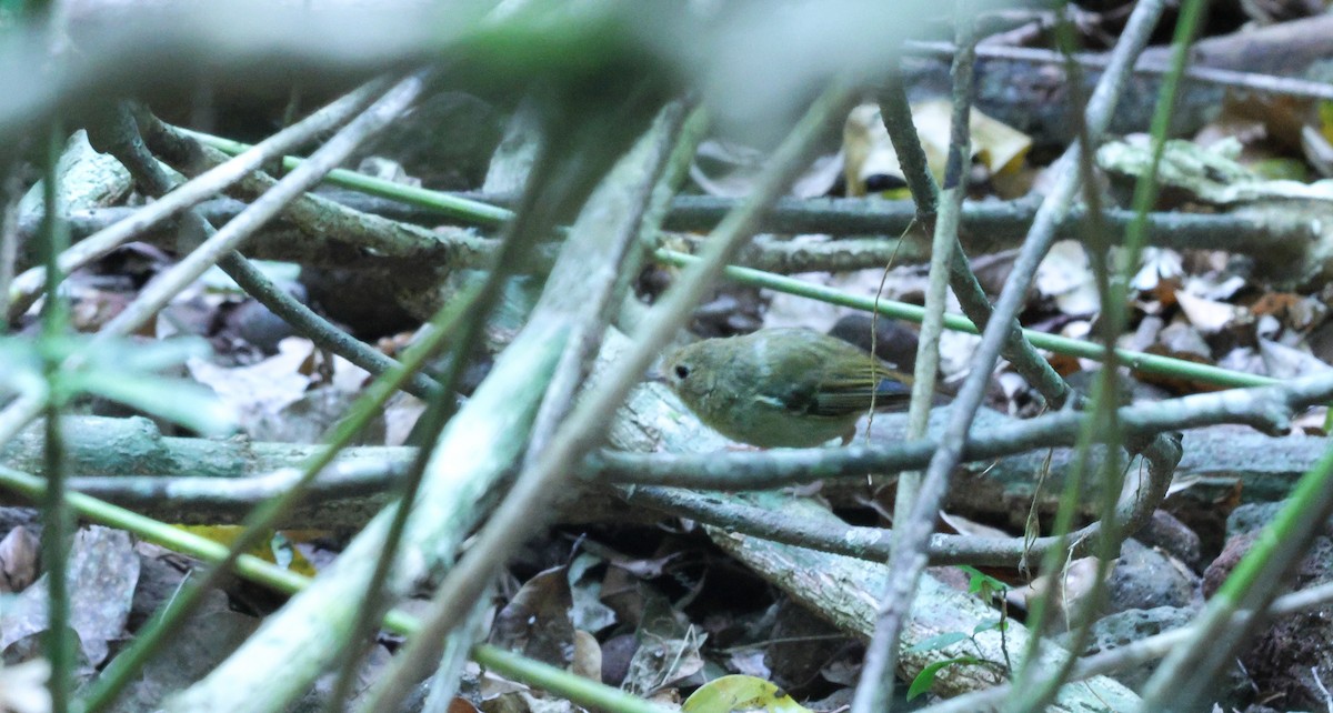 Atherton Scrubwren - ML643477992