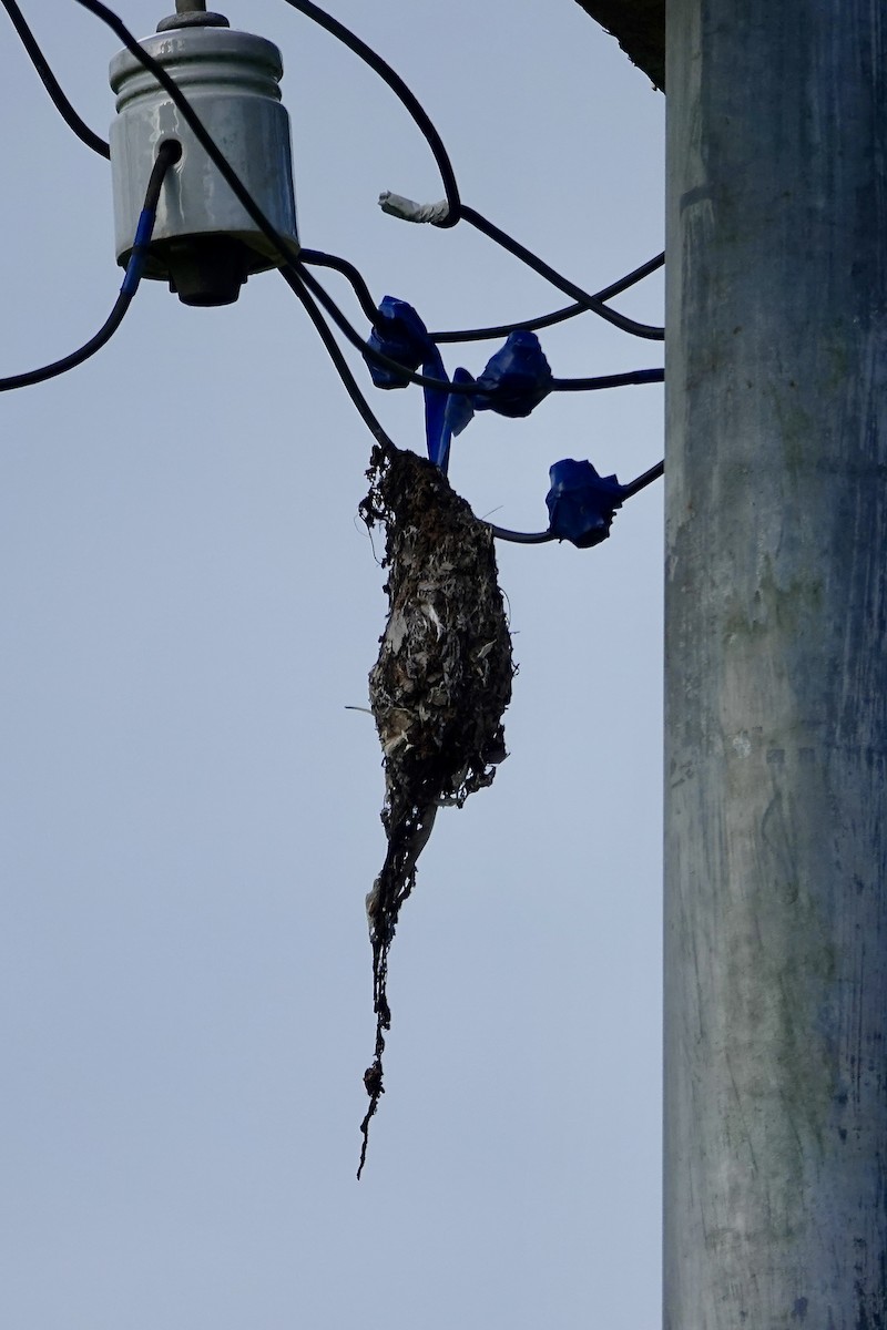 Sahul Sunbird - ML643477996