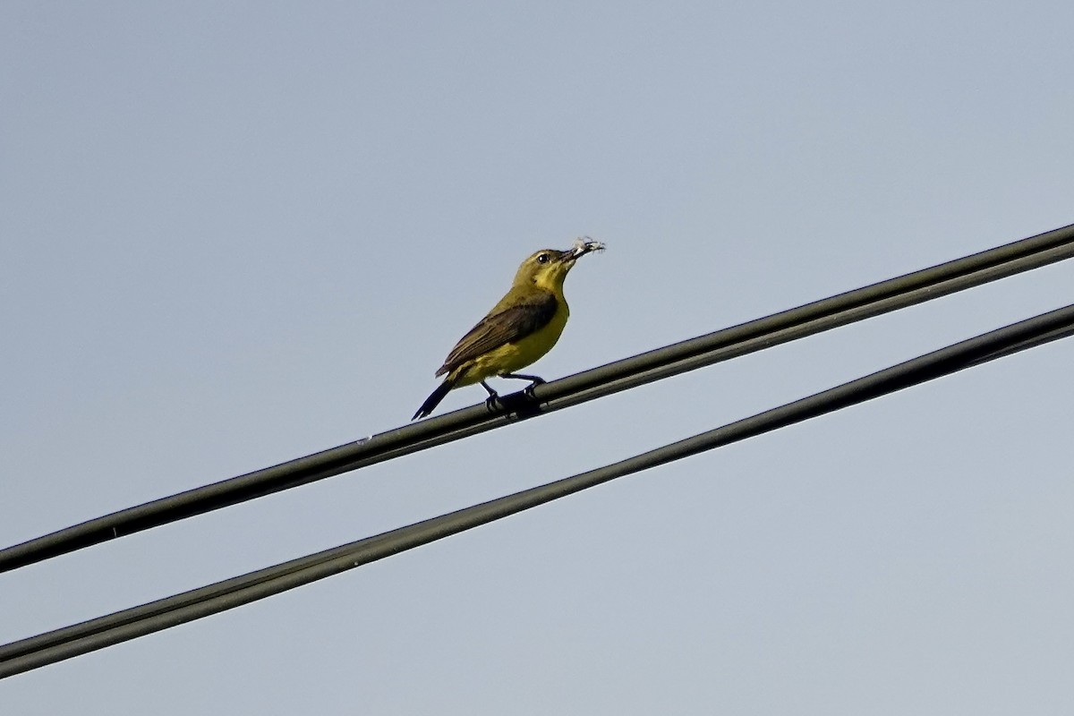 Sahul Sunbird - ML643477997
