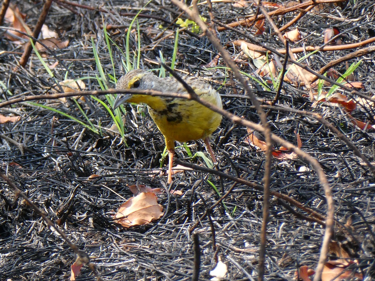 Yellow-throated Longclaw - ML643477999