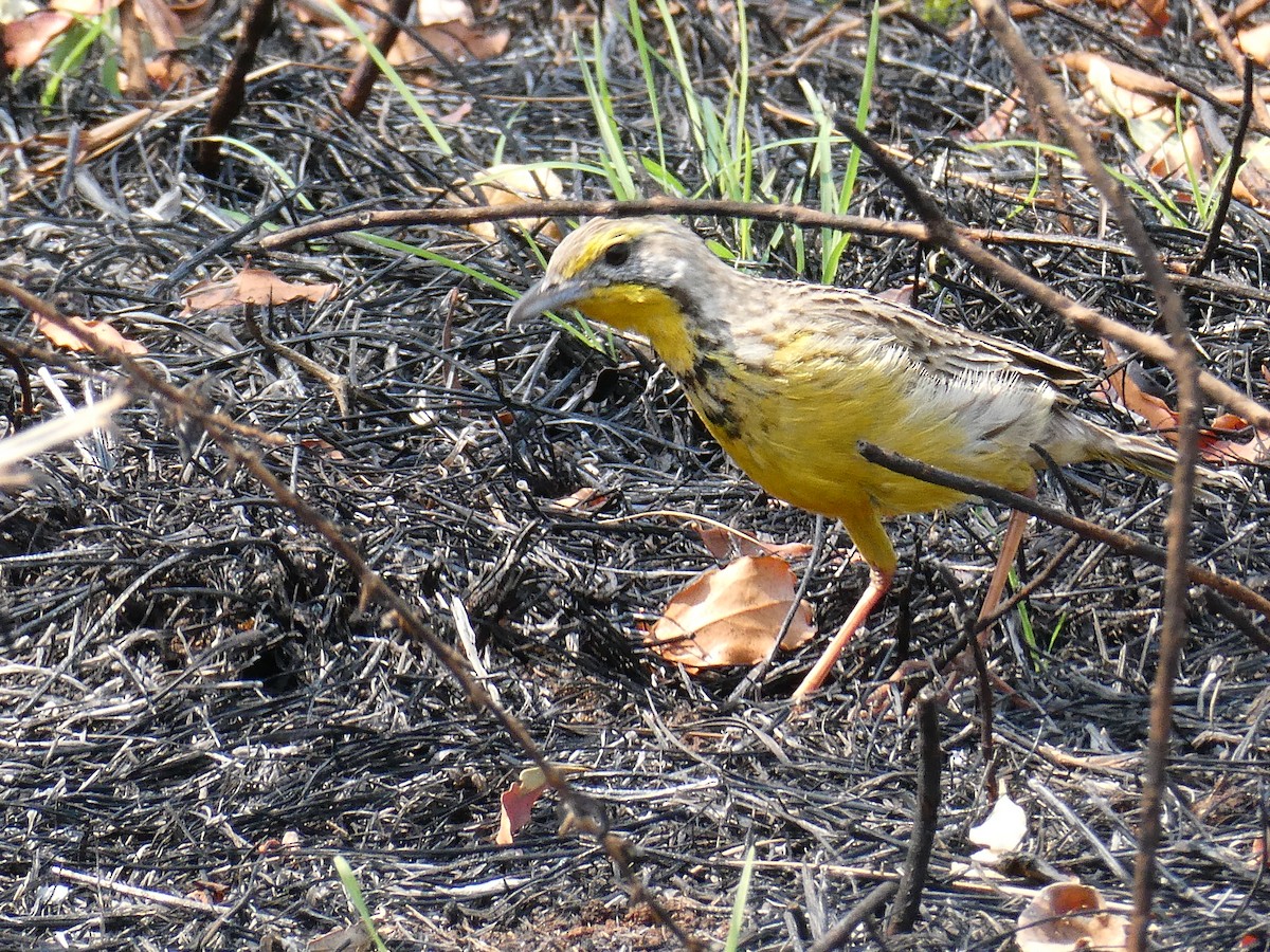 Yellow-throated Longclaw - ML643478000