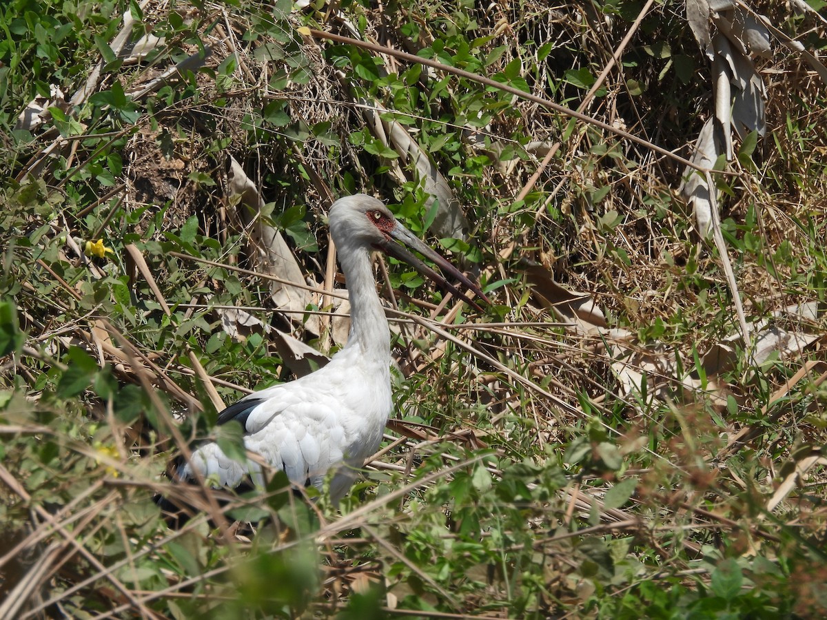 Maguari Stork - ML643478016