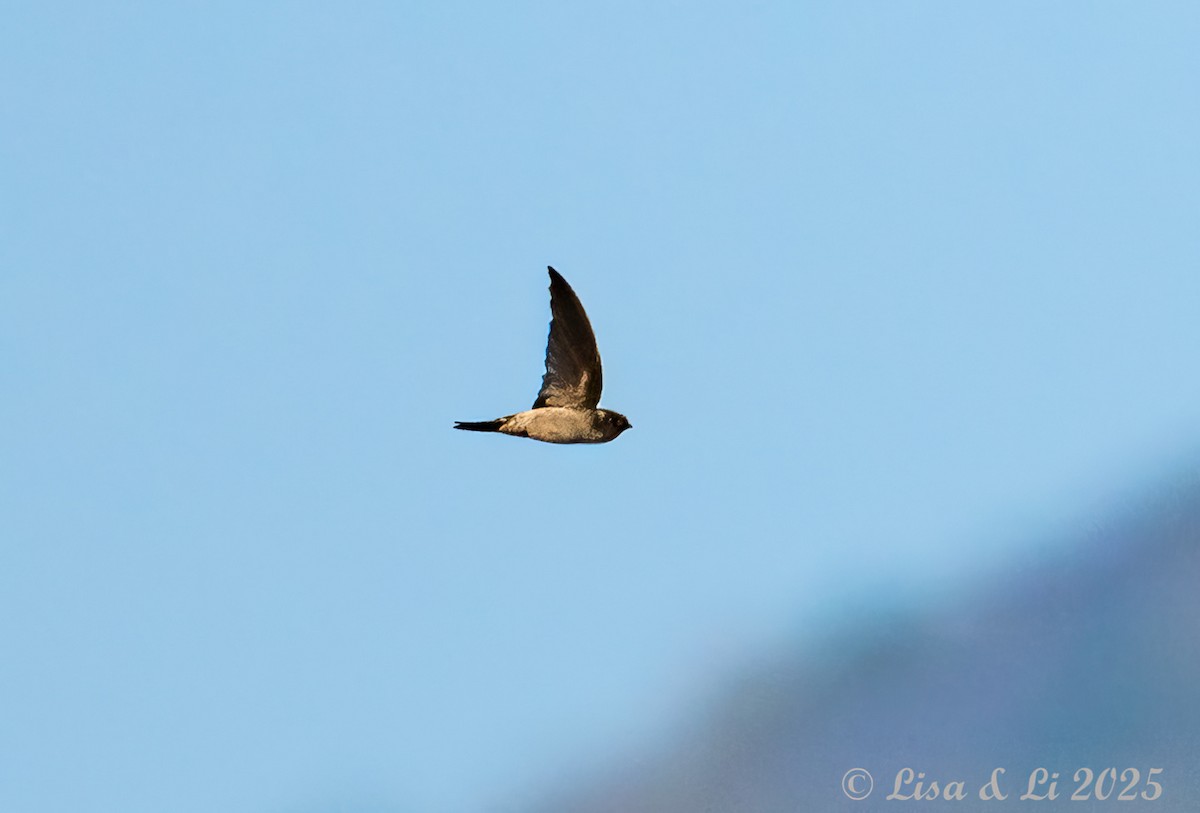 White-nest Swiftlet (White-nest) - ML643478021