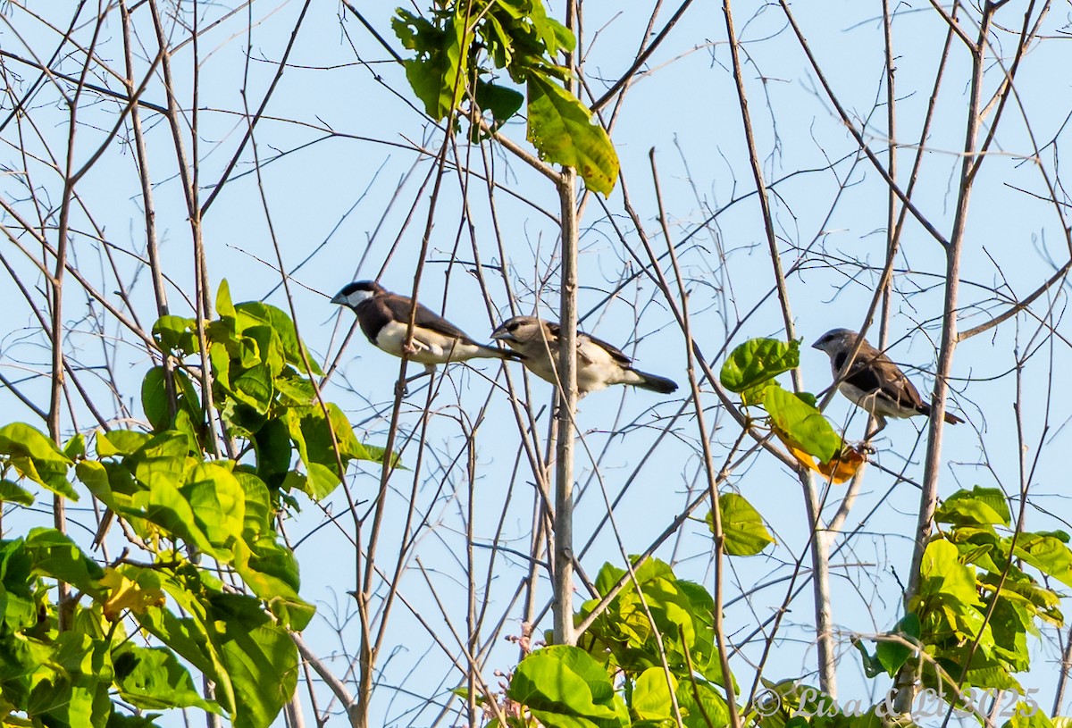 Padda de Timor - ML643478026