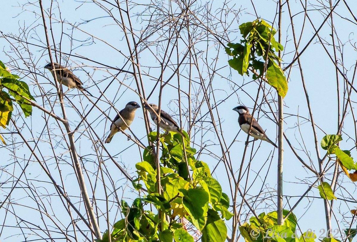 Padda de Timor - ML643478027