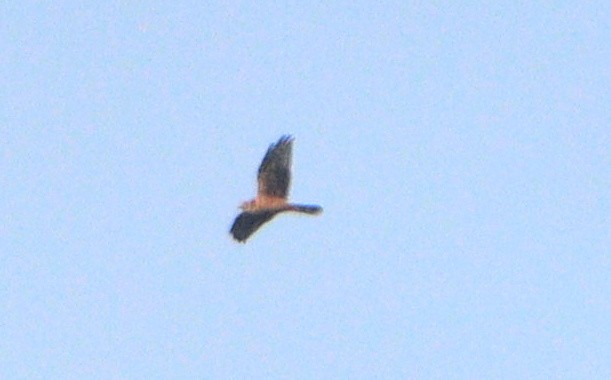 Aguilucho Papialbo - ML643478063