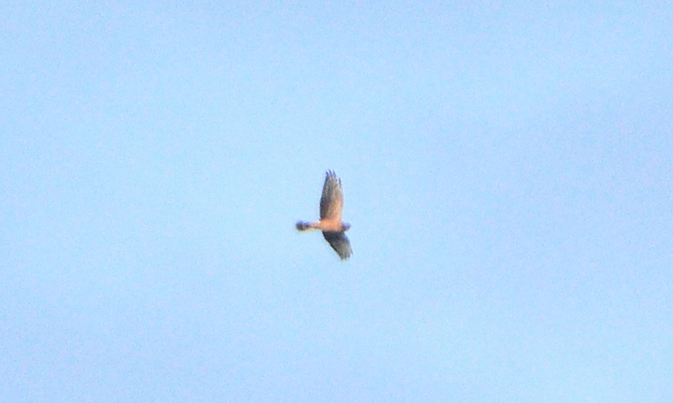 Aguilucho Papialbo - ML643478064