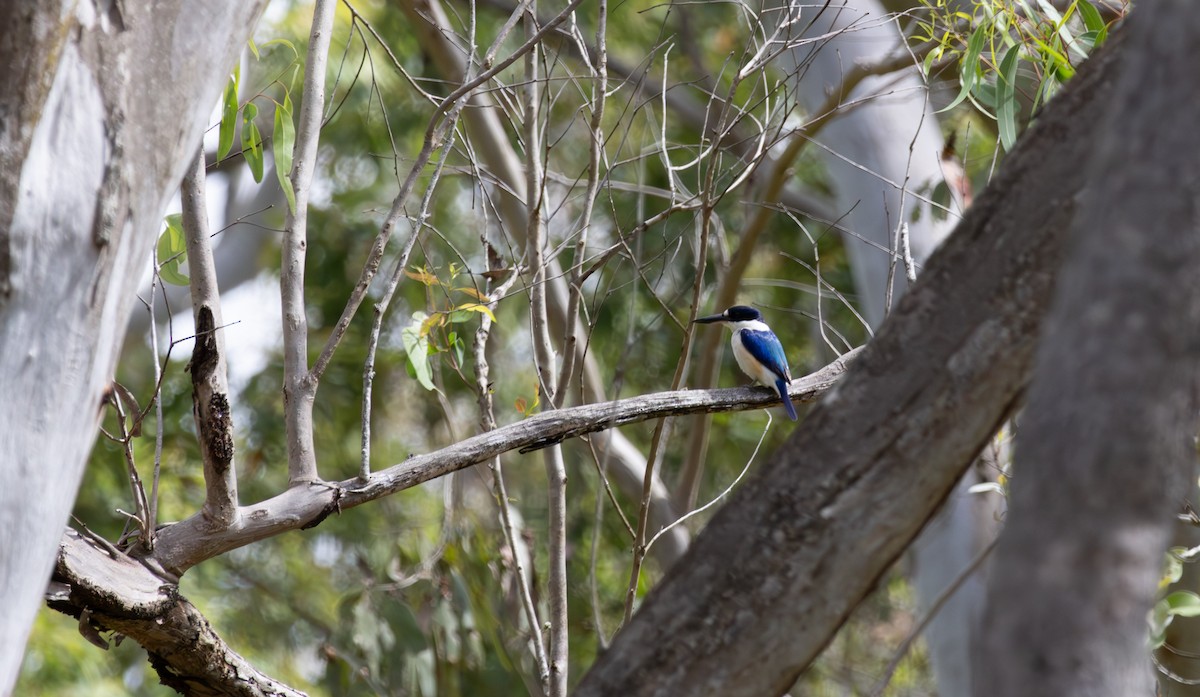 Forest Kingfisher - ML643478073