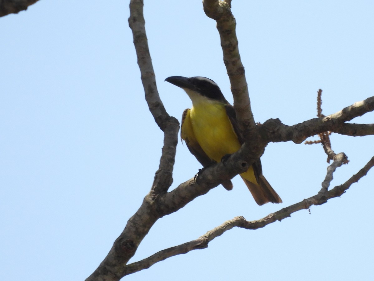 Boat-billed Flycatcher - ML643478086