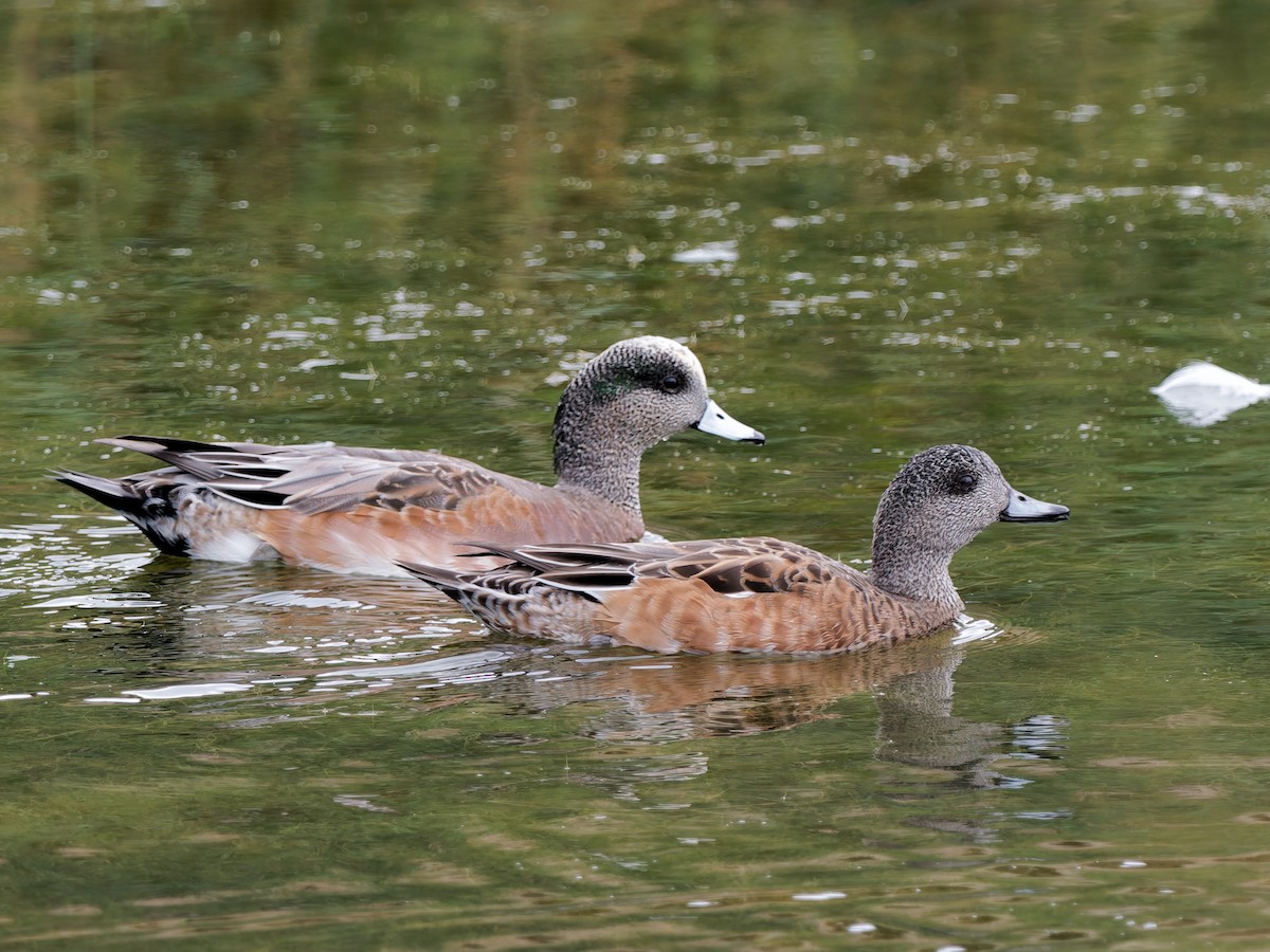 American Wigeon - ML643478093