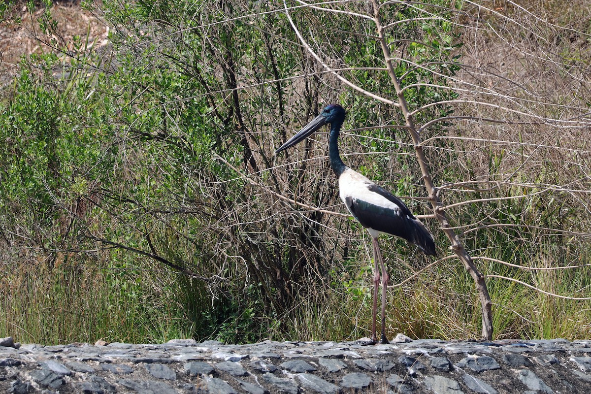 Riesenstorch - ML643478120