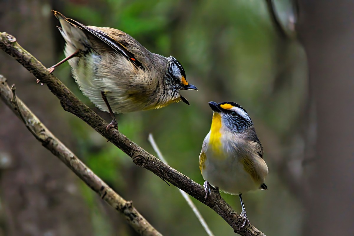 Striated Pardalote (Eastern) - ML643478134