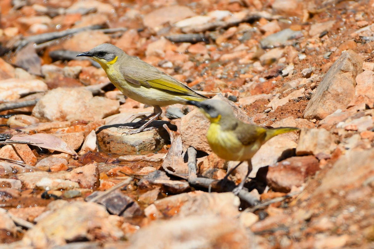 Gray-headed Honeyeater - ML643478151