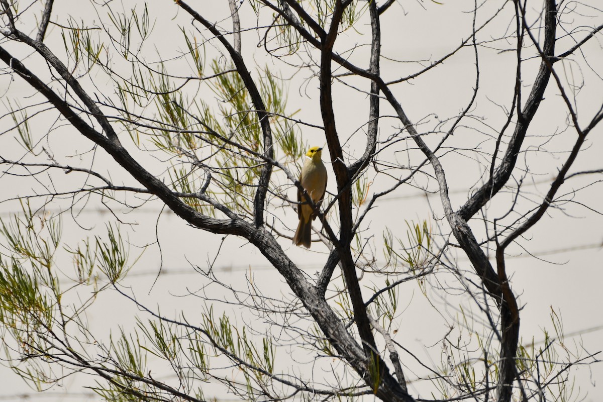White-plumed Honeyeater - ML643478154