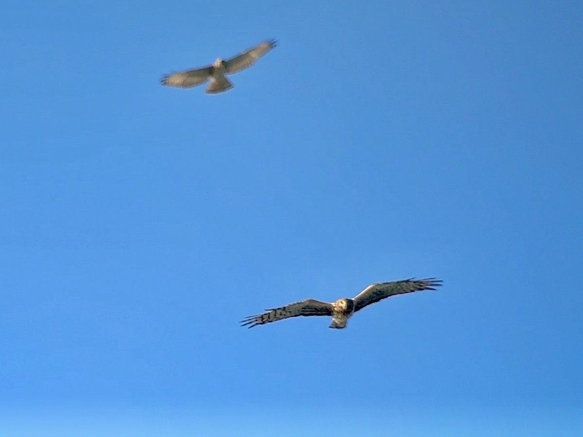 Northern Harrier - ML643478165