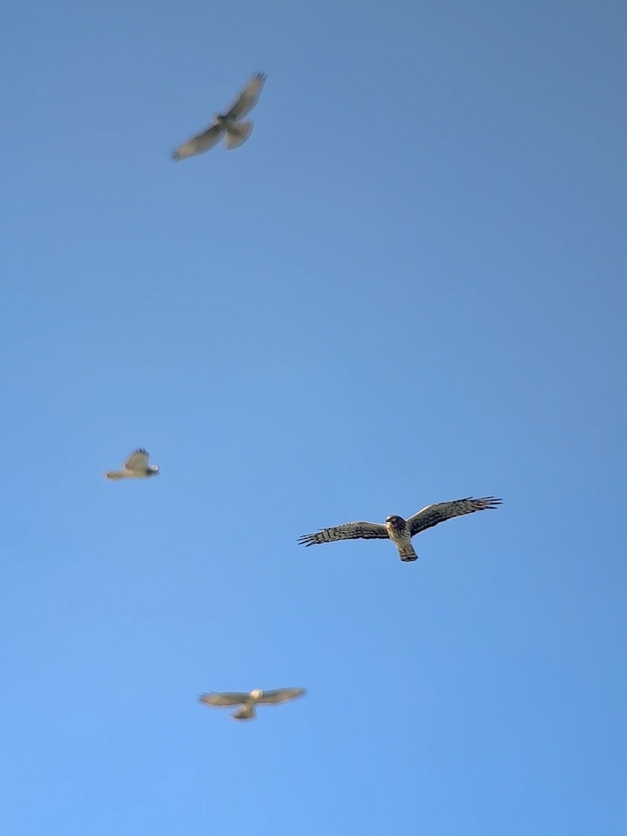 Northern Harrier - ML643478166