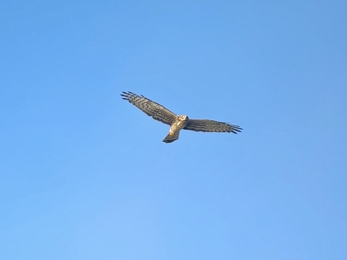 Northern Harrier - ML643478167