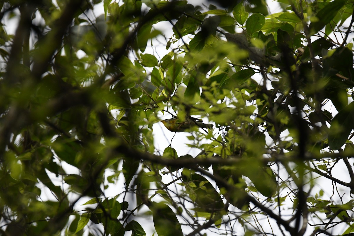 Northern Parula - ML643478183