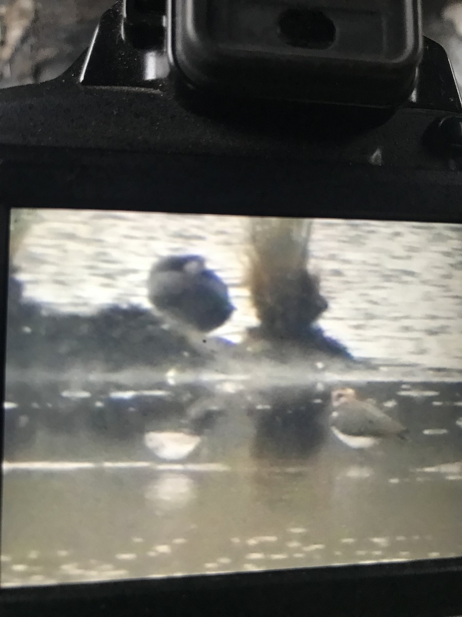 Sanderling - ML643478187