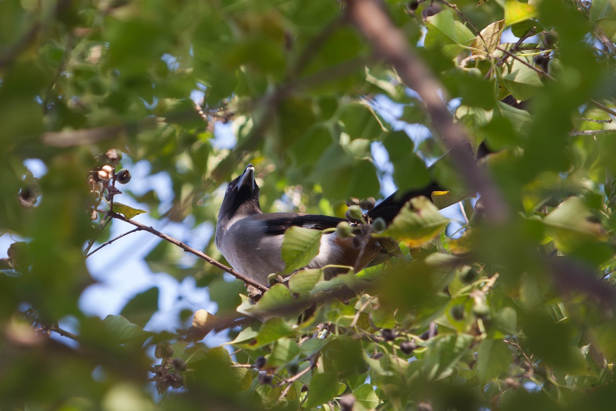 Gray Treepie - ML643478232
