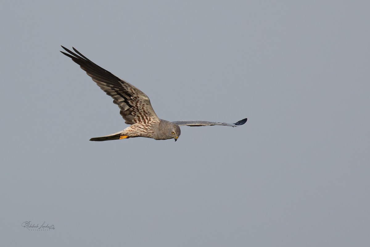 Montagu's Harrier - ML643478244
