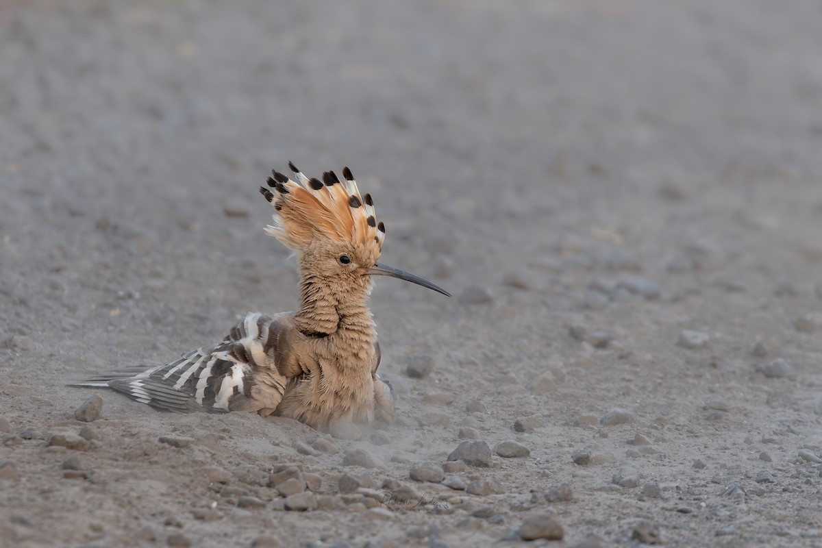 Common Hoopoe - ML643478253