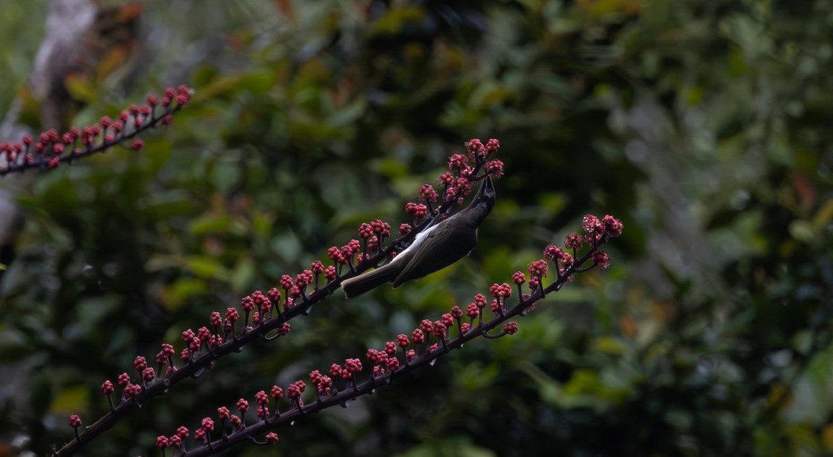 Bridled Honeyeater - ML643478261