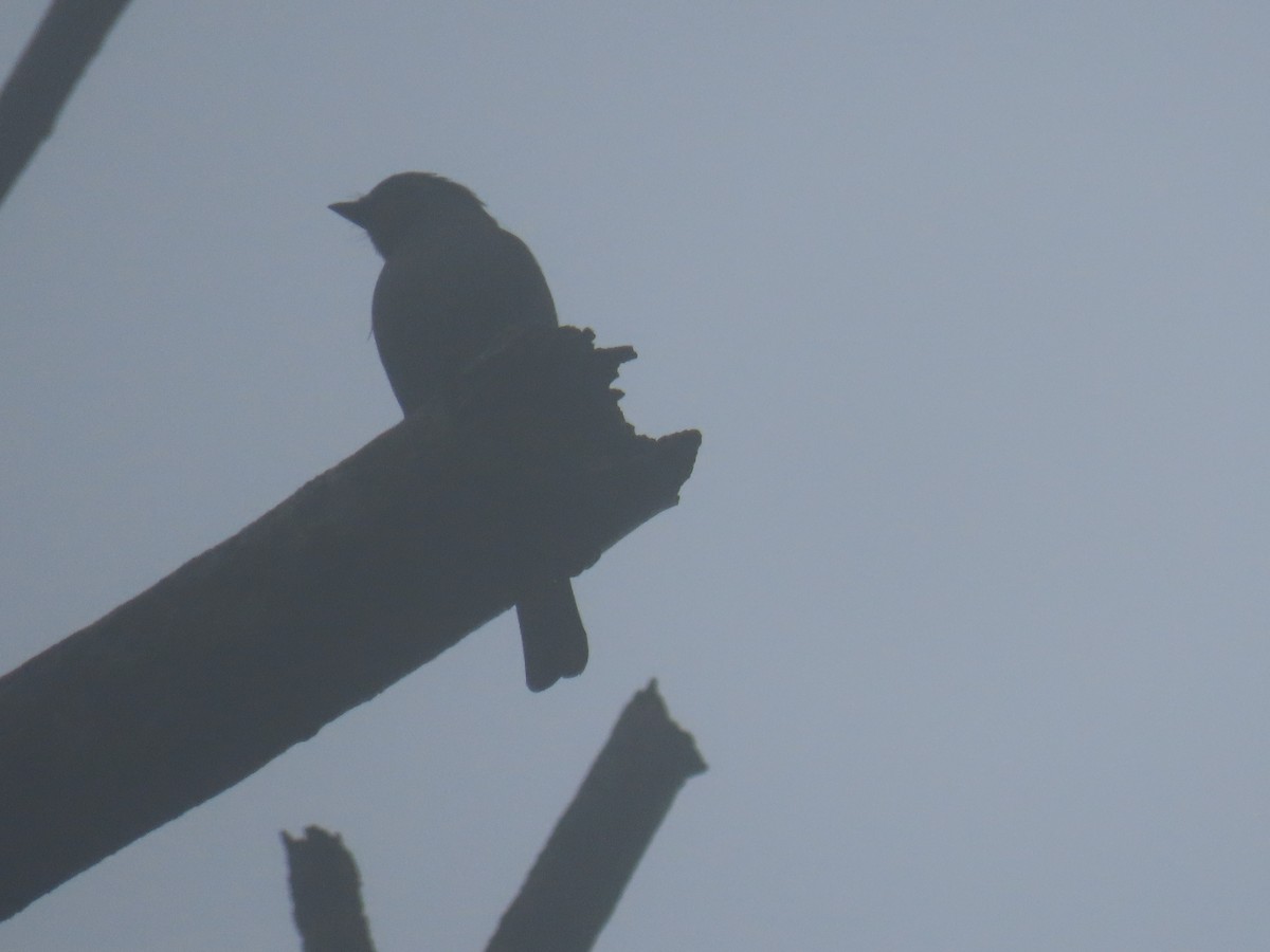 Small Niltava - ML643478262