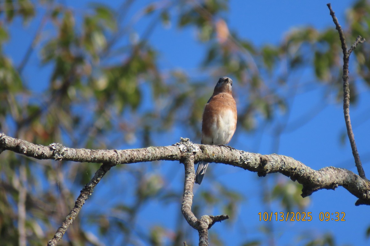 Eastern Bluebird - ML643478263