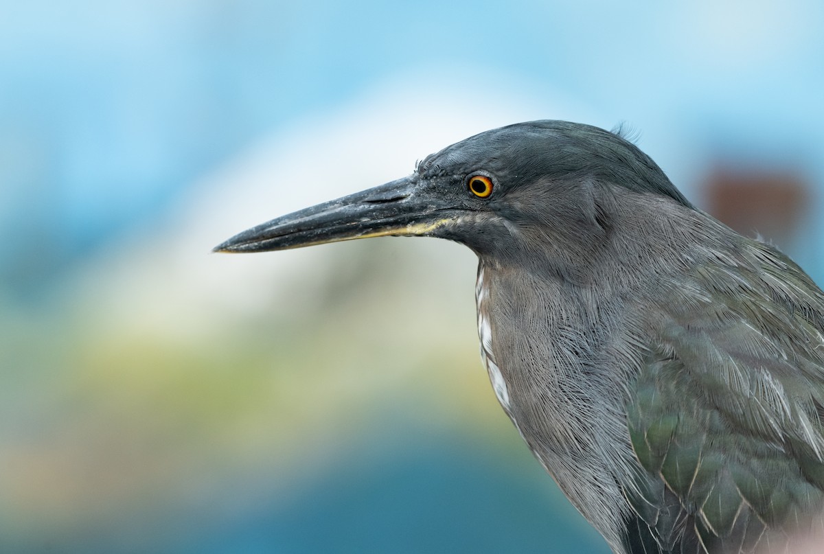 Striated Heron (Galapagos) - ML643478264
