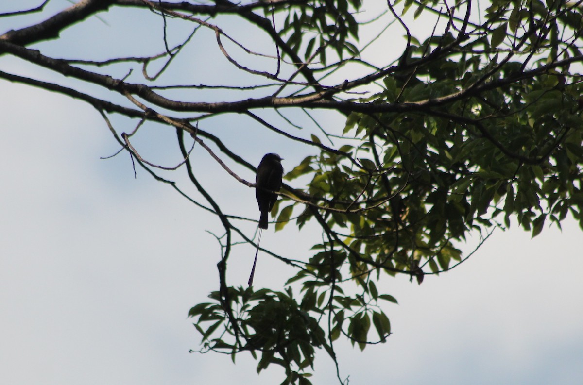 Long-tailed Tyrant - ML643478267