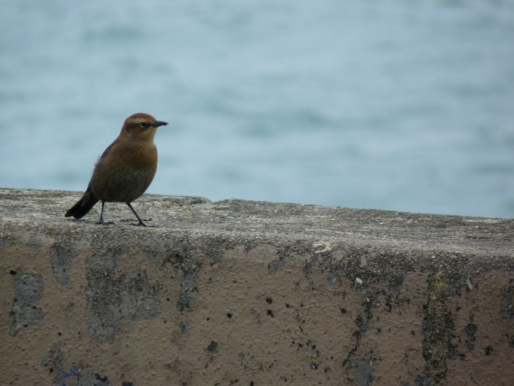 Rusty Blackbird - ML643478271