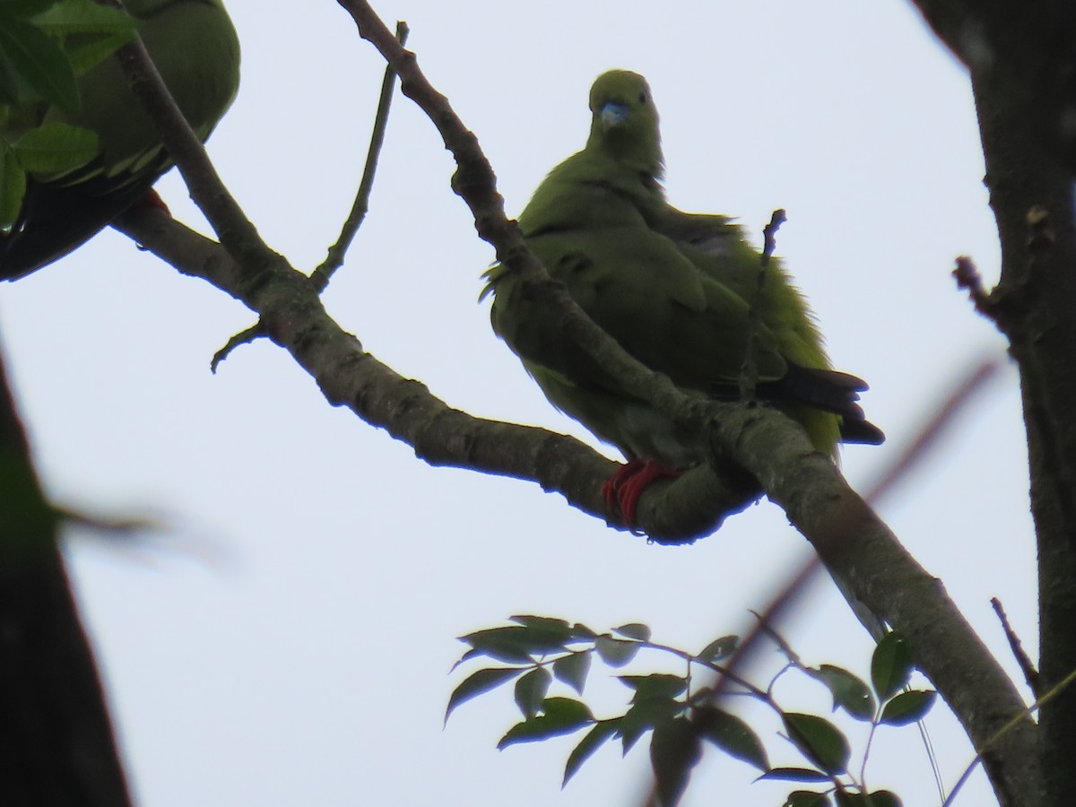 Pin-tailed Green-Pigeon - ML643478273