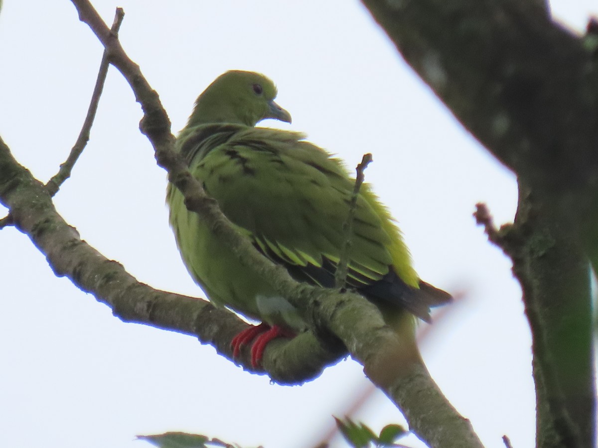 Pin-tailed Green-Pigeon - ML643478278