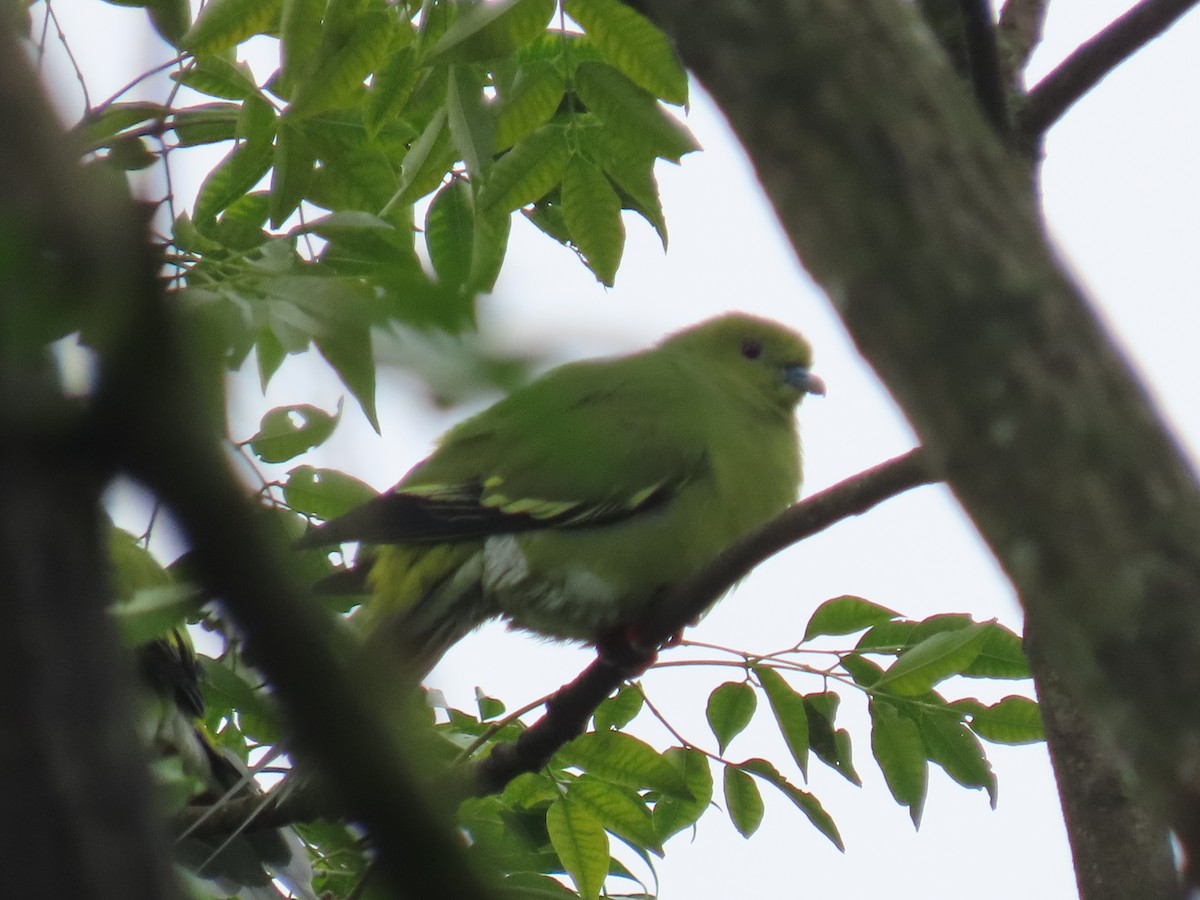 Pin-tailed Green-Pigeon - ML643478282