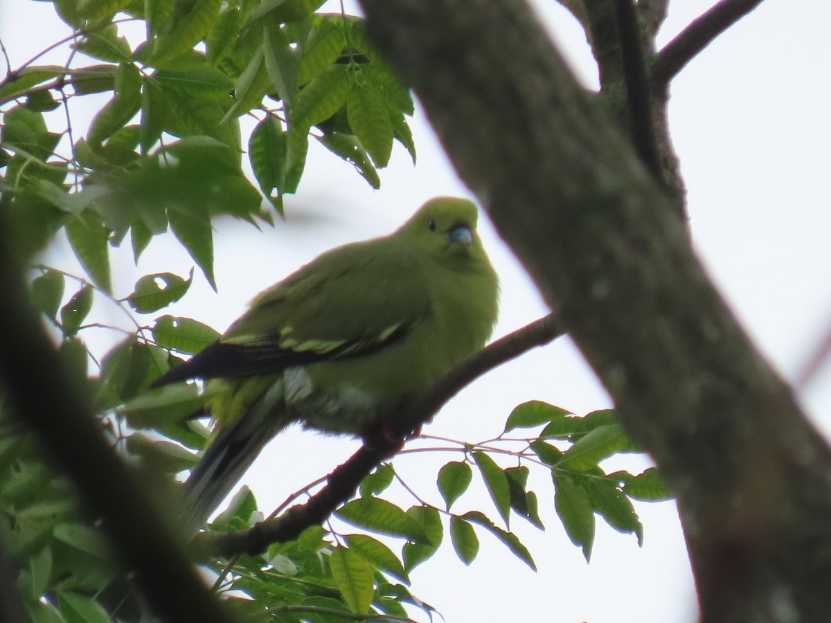 Pin-tailed Green-Pigeon - ML643478283