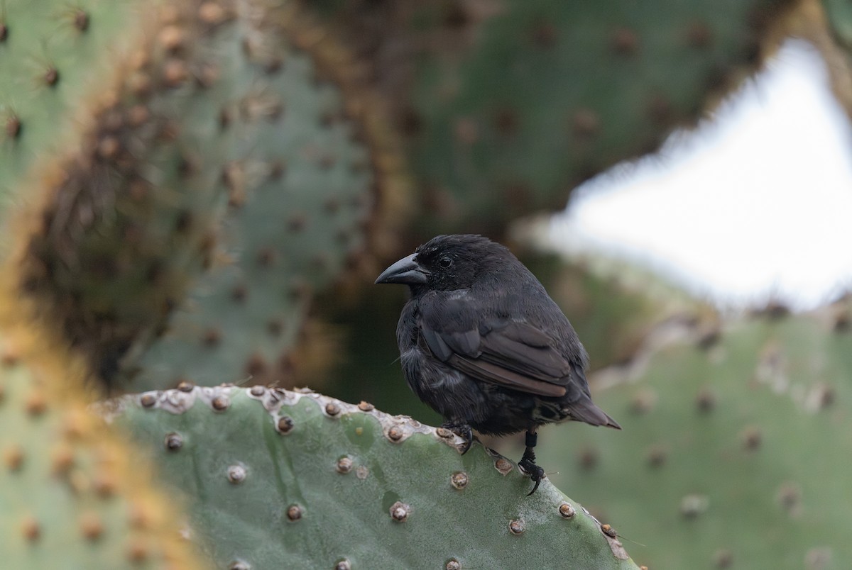 Common Cactus-Finch - ML643478289