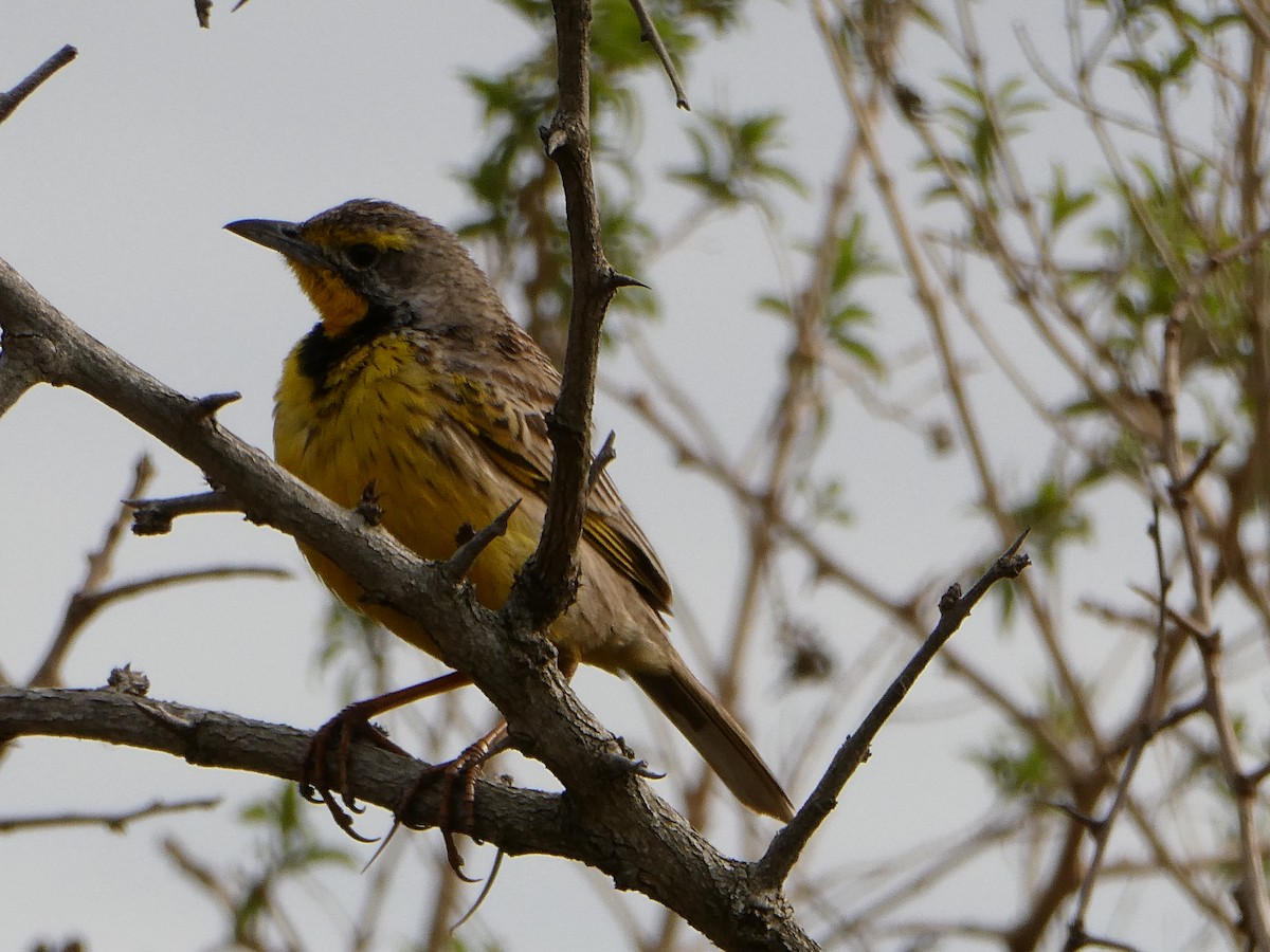 Yellow-throated Longclaw - ML643478291