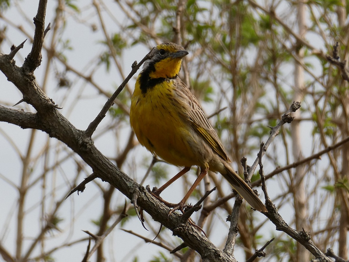 Yellow-throated Longclaw - ML643478292