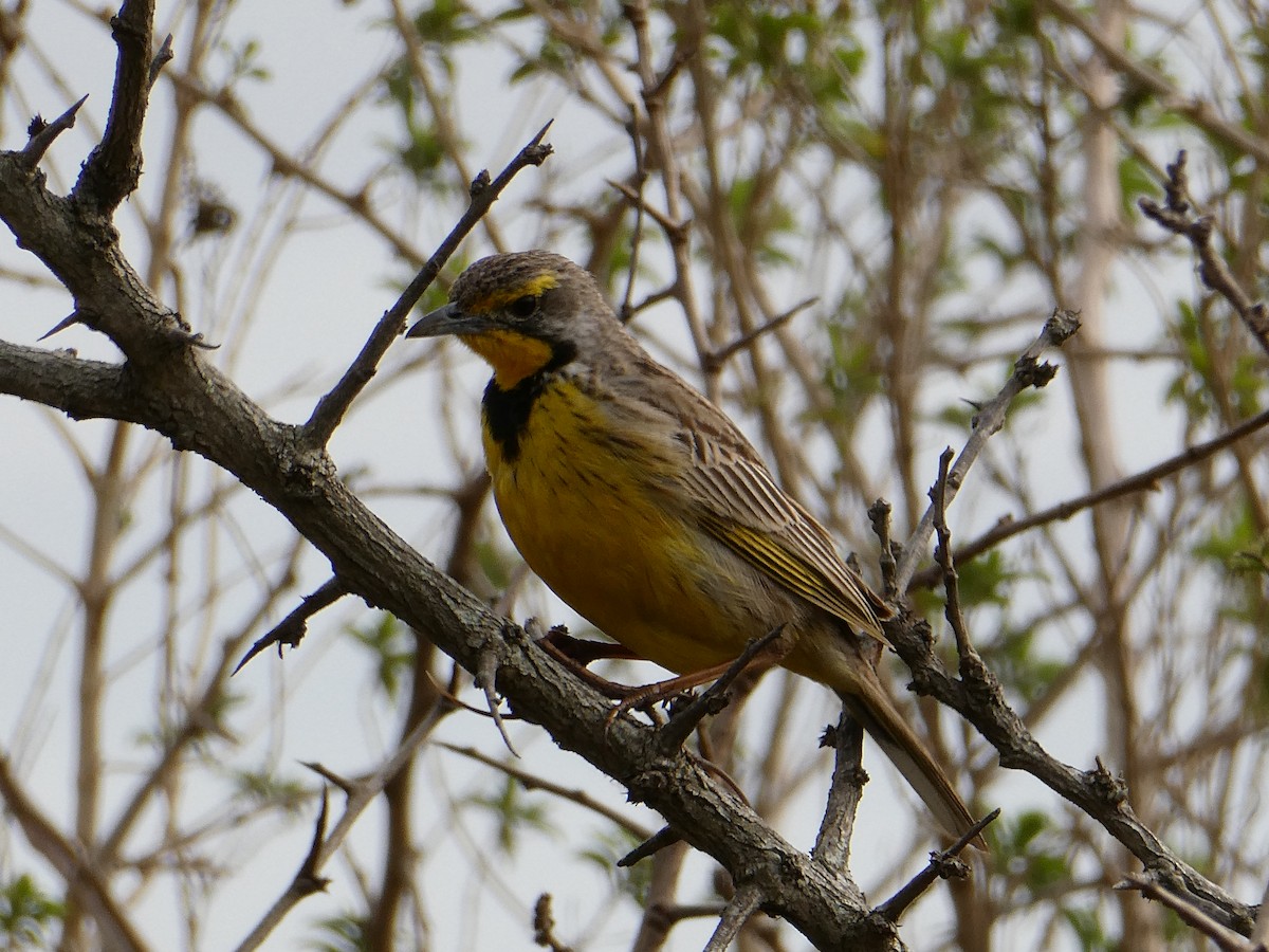Yellow-throated Longclaw - ML643478293