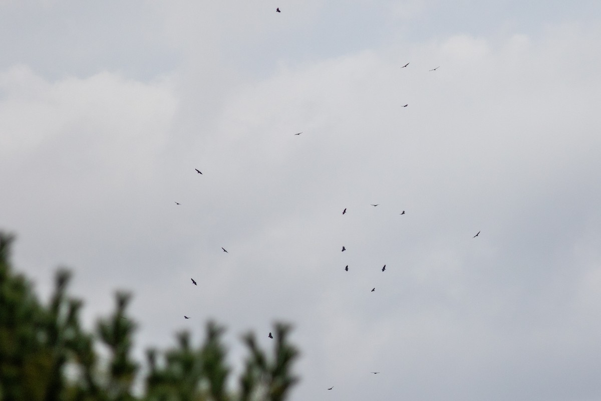 Black Vulture - ML643478294