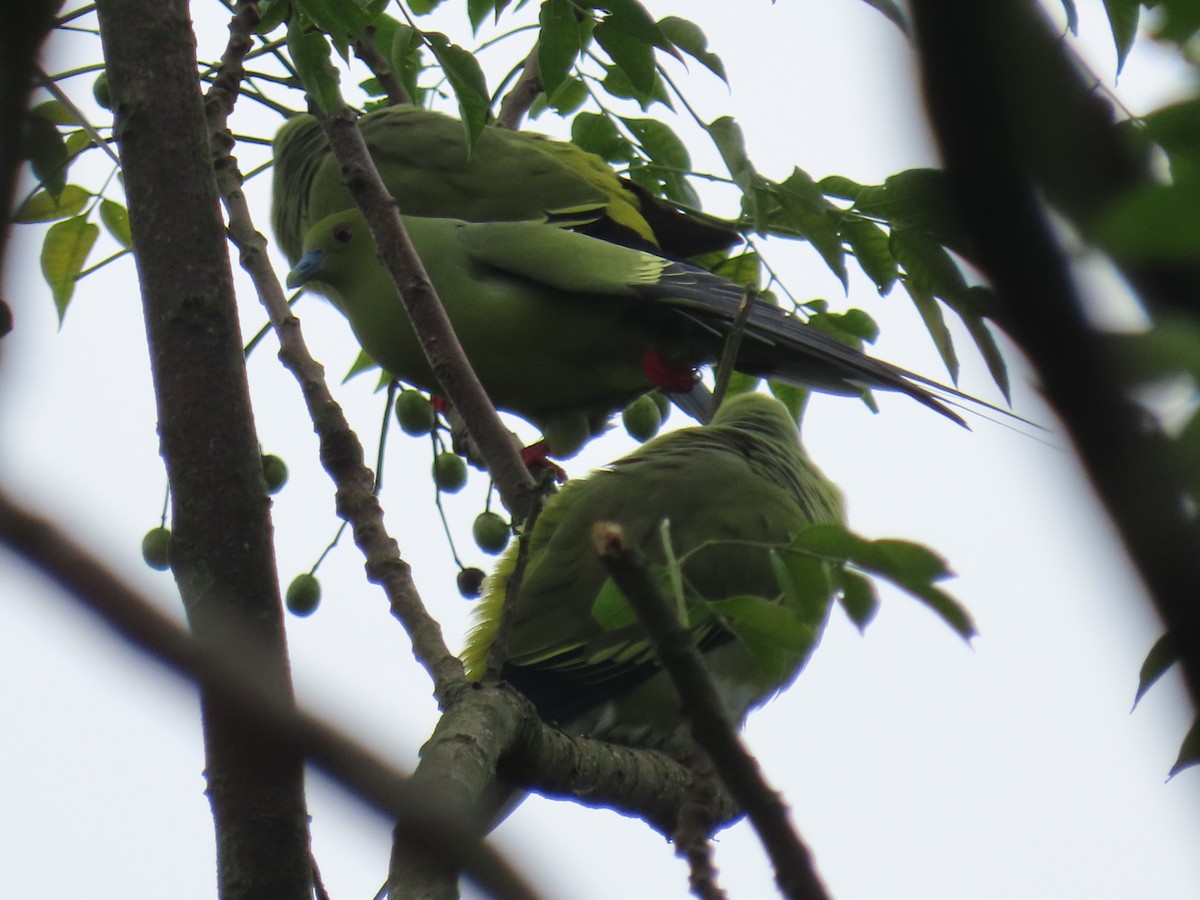 Pin-tailed Green-Pigeon - ML643478304