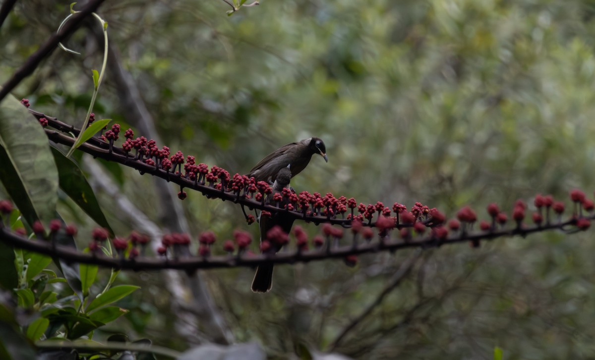 Bridled Honeyeater - ML643478305