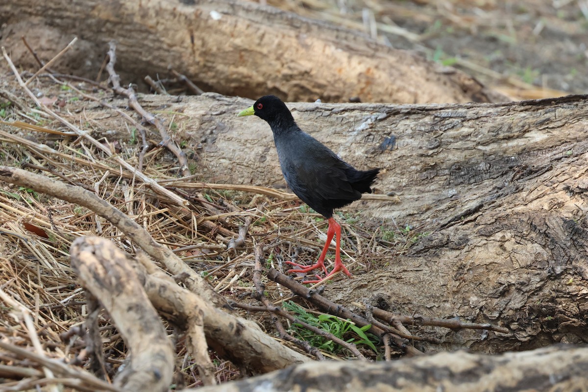 Black Crake - ML643478306