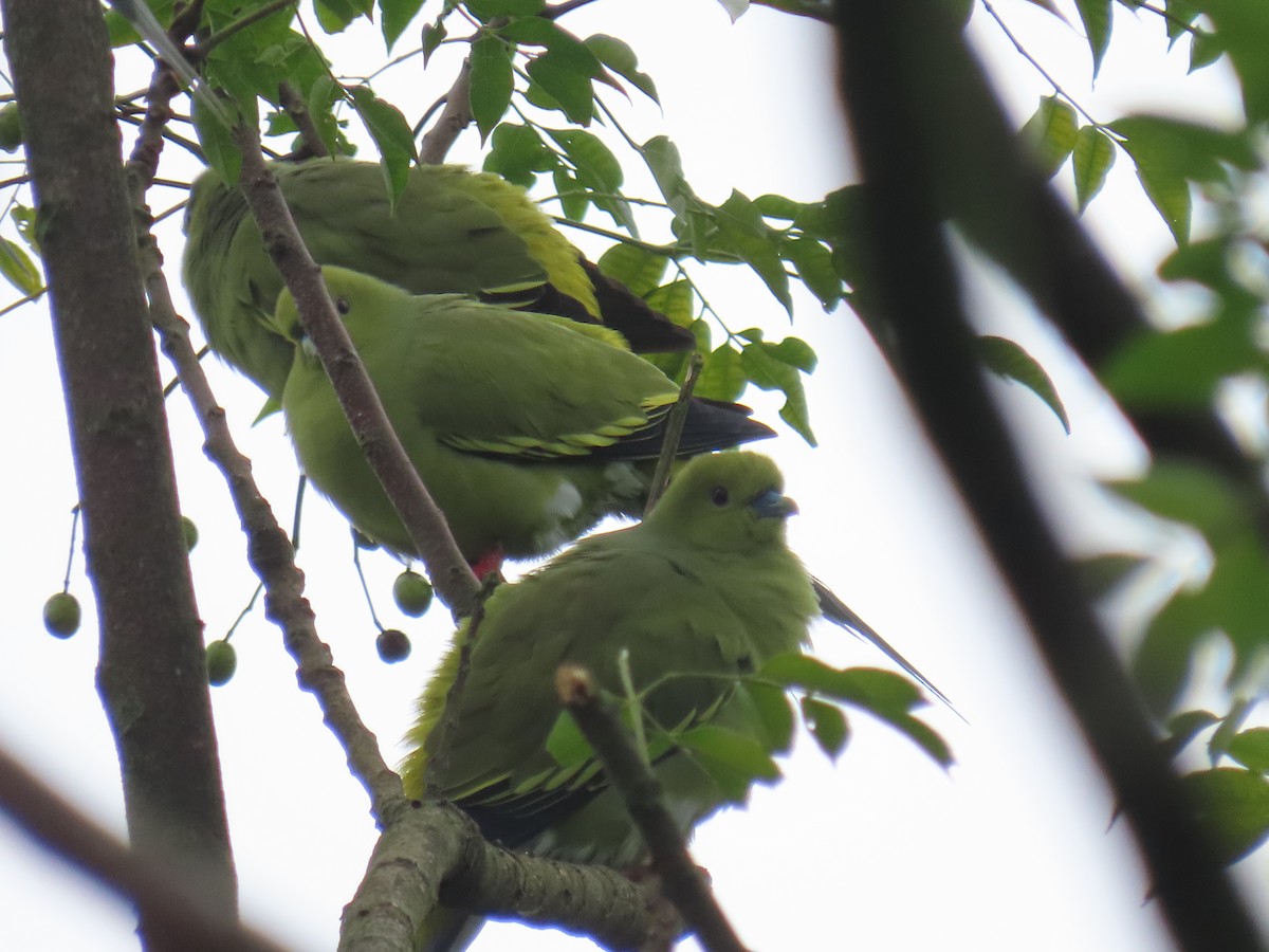 Pin-tailed Green-Pigeon - ML643478307