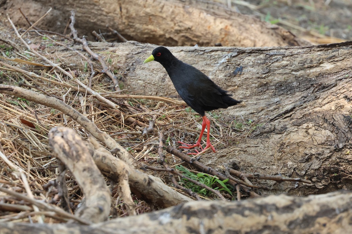 Black Crake - ML643478308
