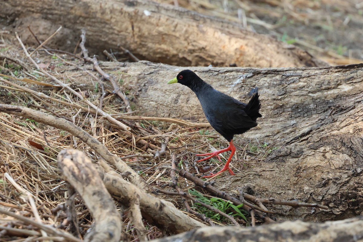 Black Crake - ML643478309
